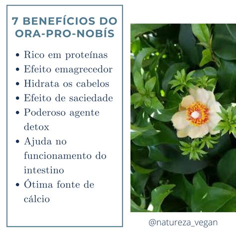 7 Benefícios Incríveis Do Ora Pro Nobís Ora Pro Nobis Alimentação E