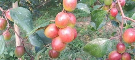 Full Sun Exposure Red Miss India Apple Ber Plant For Fruits At Rs