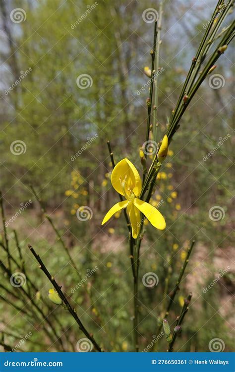 Vertical Wide Ange Shot On A Yellow Flower Of Common Or Scotch Broom