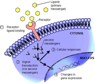 Signaling Transduction Tutorial Leaders In Pharmaceutical Business