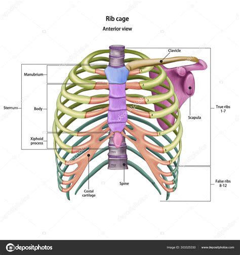 Rib Anatomy Landmarks