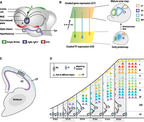 Figure From Toward A Genetic Dissection Of Cortical Circuits In The