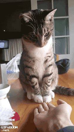 standing up cute cat gif | WiffleGif