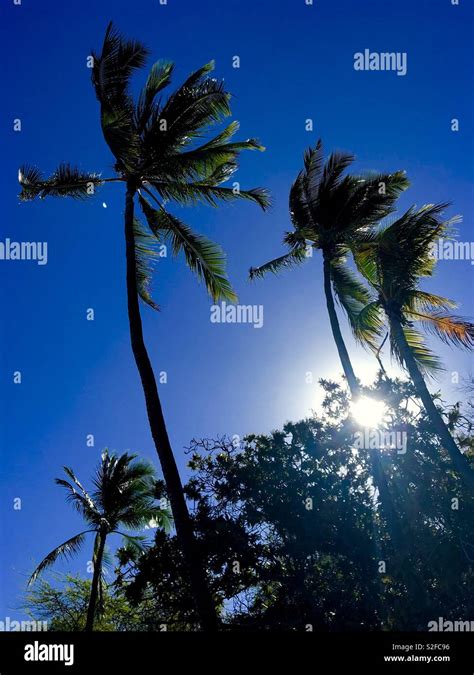 Palm Tree Waving In Breeze Stock Photo Alamy