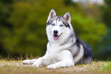 Siberian Husky Ein Ausführliches Rasseporträt Deinetierwelt