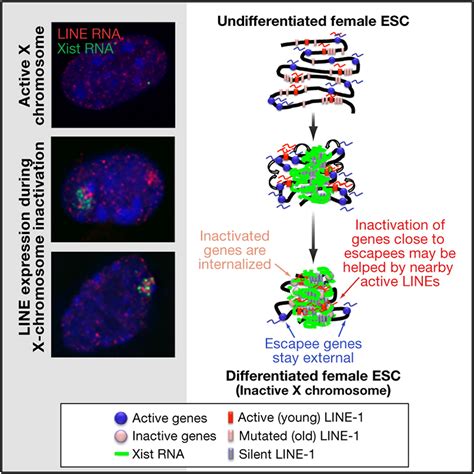 LINE 1 Activity In Facultative Heterochromatin Formation During X