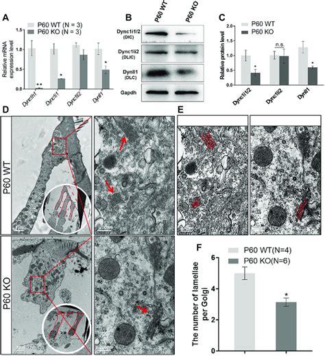 Dync Li Deficiency Affect The Integrity Of Dynein Complex And Golgi