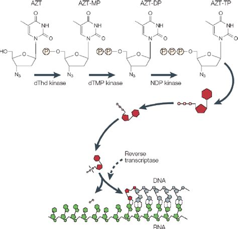 Mechanism Of Antiviral Action Of Azt Download Scientific Diagram