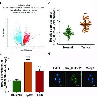 Circ Is Upregulated In Hcc A Volcano Map Of Differentially