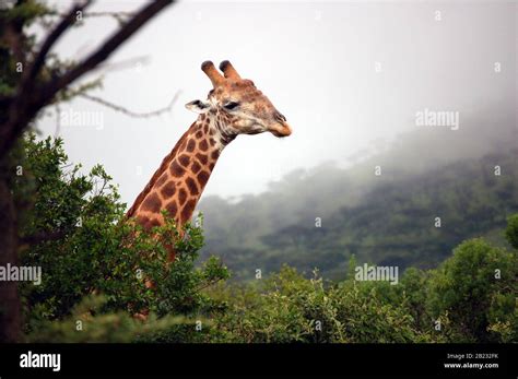 African Safari - Giraffe Stock Photo - Alamy