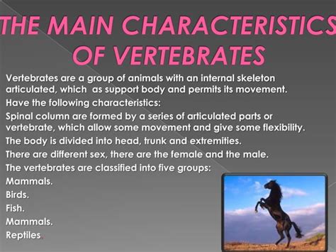 Vertebrates Characteristics By Manuela 5ºa Ppt