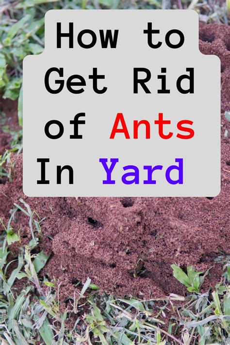 Getting Rid Of Ants In Yard Get Rid Of Ants Rid Of Ants Ants In Garden