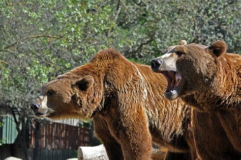 Animals of the world: Eurasian brown bear