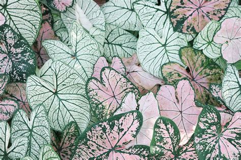 HD Wallpaper Photo Of Leaves Abstract Art Beautiful Botanical