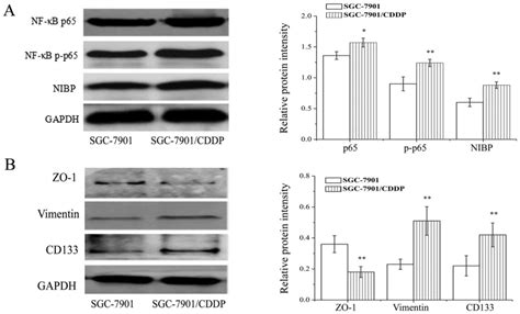 Nik‑ And Ikkβ‑binding Protein Contributes To Gastric Cancer