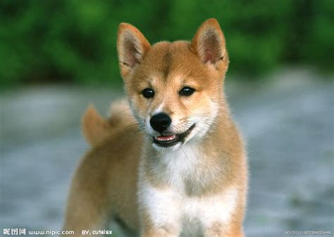 日本柴犬摄影图家禽家畜生物世界摄影图库昵图网