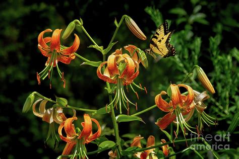 Hot August Lilies Photograph By Chris Scroggins Fine Art America