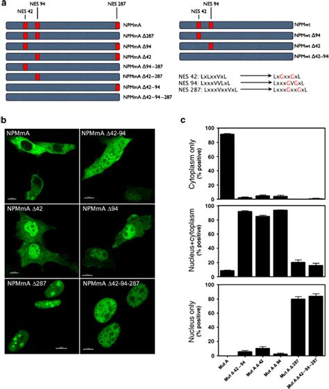 Subcellular Localization Of Npm1 Mutants Is Influenced At Different