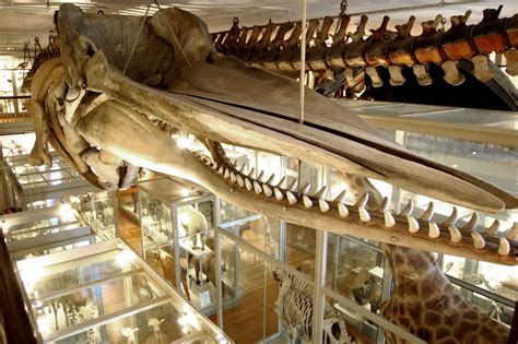 Great Mammal Hall at Harvard Museum of Natural History – WONDERLAND