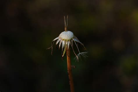 Photograph of a White Dandelion · Free Stock Photo