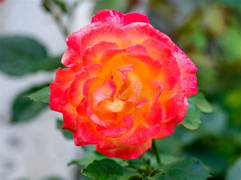 312 Purple Hybrid Tea Rose Stock Photos Free And Royalty Free Stock
