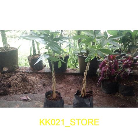 Jual Tanaman Pacira Pachira Kepang Stock Ready Shopee Indonesia