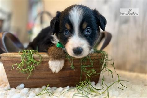 Wesson Miniature Australian Shepherd Puppy For Sale Near Fort Smith