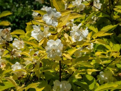 18 Beautiful Mock Orange Varieties (Philadelphus) - Petal Republic