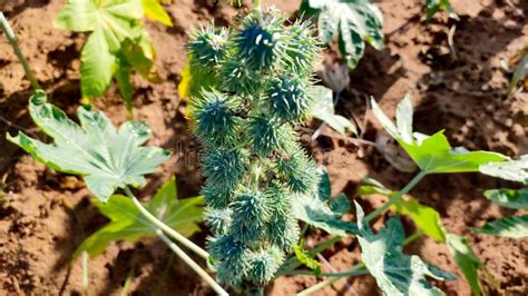 Ricinus Communis Plant Close Up View Arandee Castor Crop Plant