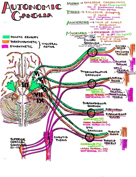 hanson's anatomy — autonomic ganglia! download all of my neurology...