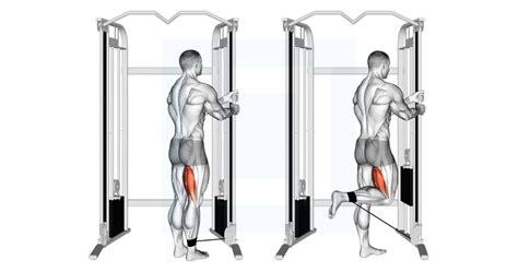 Cable Standing Leg Curl Guide Benefits And Form