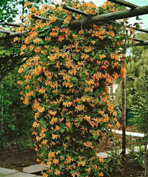 12 Best Climbing Flowers For Pergolas And Trellises