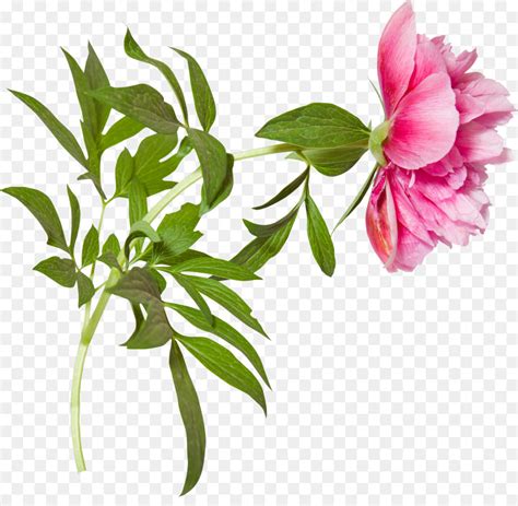 Bunga Peony Desain Bunga Gambar Png