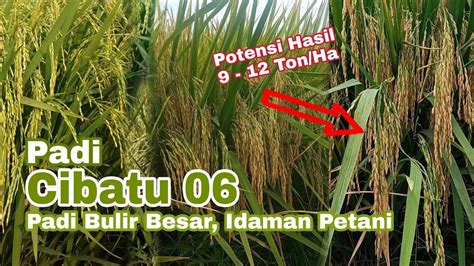 Padi Cibatu 06 Bulir Besar Idaman Petani Produksi 9 12 Ton Ha