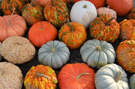 Pick A Peck Of Pumpkins Lewis Ginter Botanical Garden