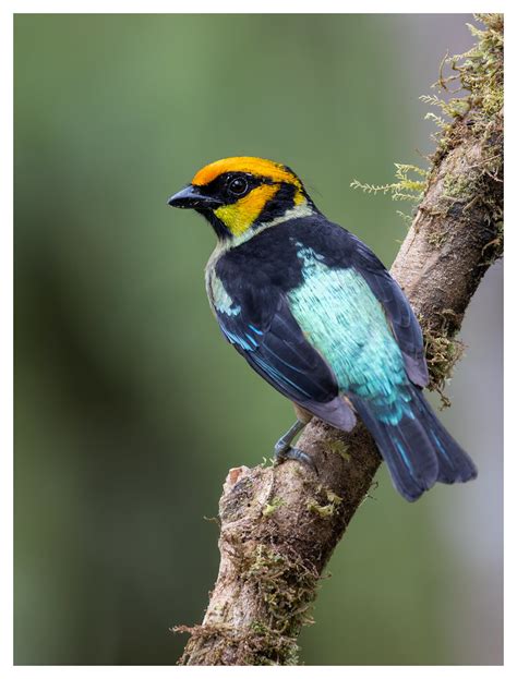 Flame Faced Tanager Pichincha Province Ecuador Joseph Beck Flickr