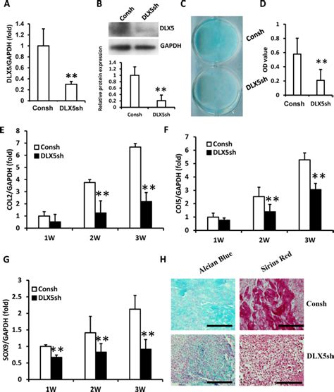 DLX5 And HOXC8 Enhance The Chondrogenic Differentiation Potential Of