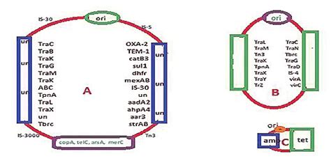 Generation Of Mdr Conjugative Plasmid A Mdr Conjugative Plasmids Are