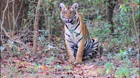 Exploring Nagarhole National Park Close Encounters With Tigers And