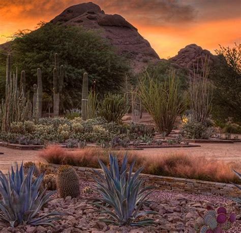 Desert Botanical Garden Announces Exhibits & Events - A Peek at the Peak Magazine