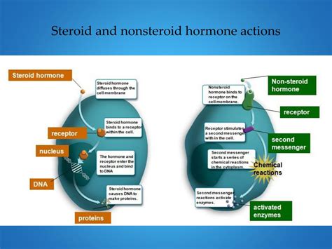 Ppt Endocrine And Reproductive Systems Powerpoint Presentation Free