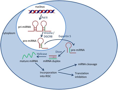 Frontiers Epigenetic Therapy In Lung Cancer Role Of Micrornas