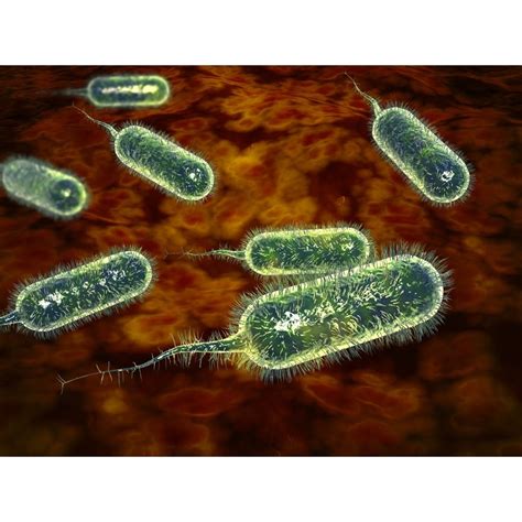 Group of vibrio cholerae bacteria which causes cholera Cholera is an ...