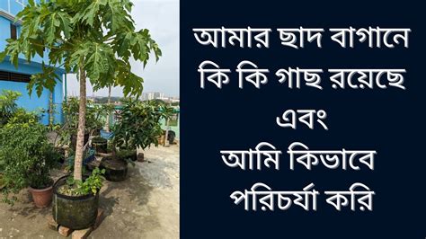 আমার ছাদ বাগান এ কি কি গাছ রয়েছে ও আমি কিভাবে পরিচর্যা করি