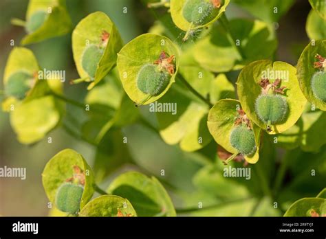 Close Up Image Of Mediterranean Spurge In Full Bloom Euphorbia