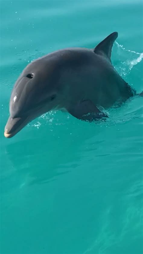 Wild Dolphin Encounter Key West