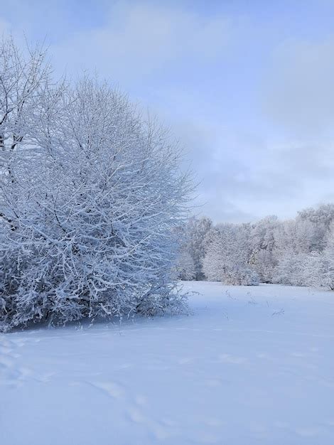 Hermoso día de invierno nevado con árboles congelados paisaje invernal