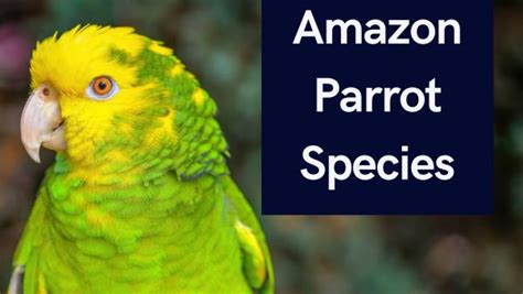 Top 10 Amazon Parrot Species