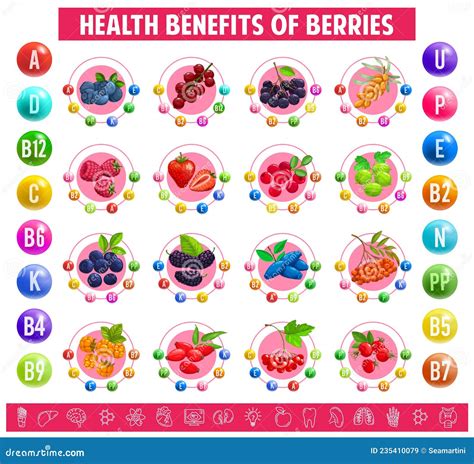 Chart Table Content Of Vitamins Mineral In Berries Stock Vector