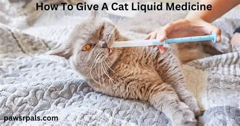 How To Give A Cat Liquid Medicine Paws R Pals